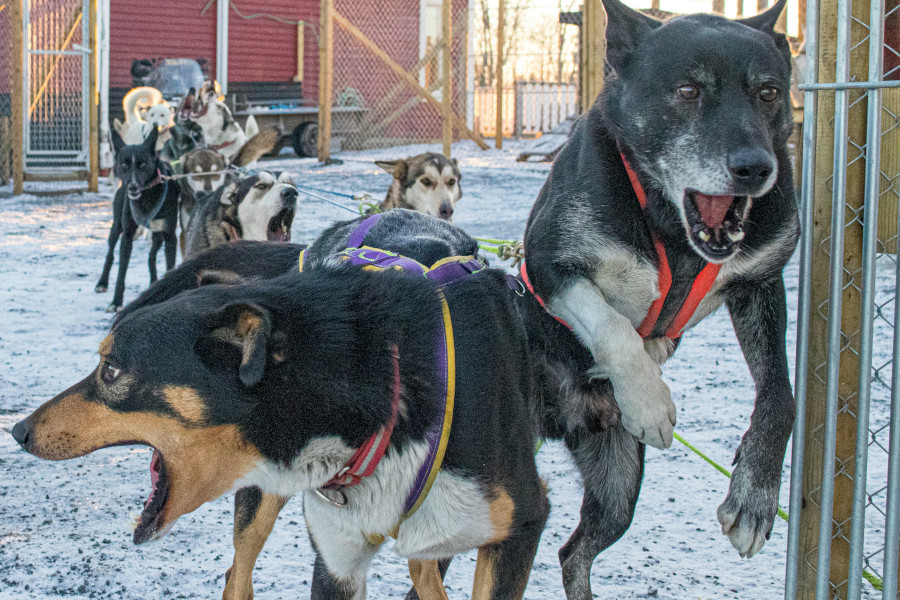 Dog sled