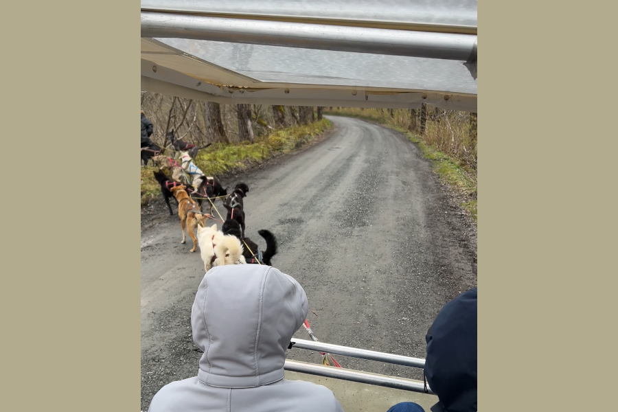 Dog sled puppies